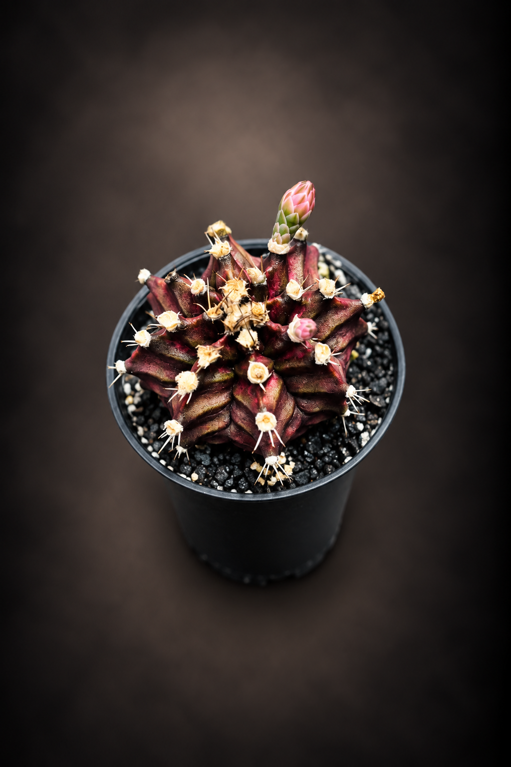 Gymnocalycium T-Rex
