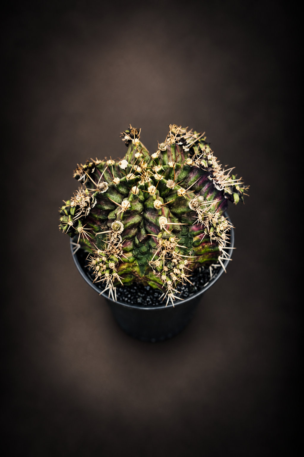 Gymnocalycium T-Rex