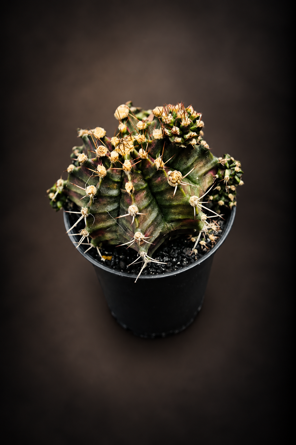Gymnocalycium T-Rex