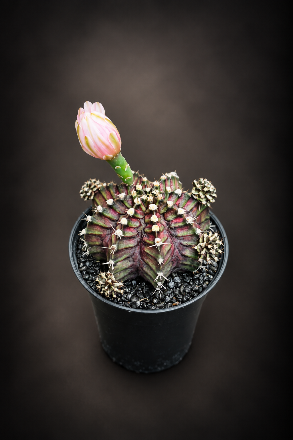 Gymnocalycium T-Rex