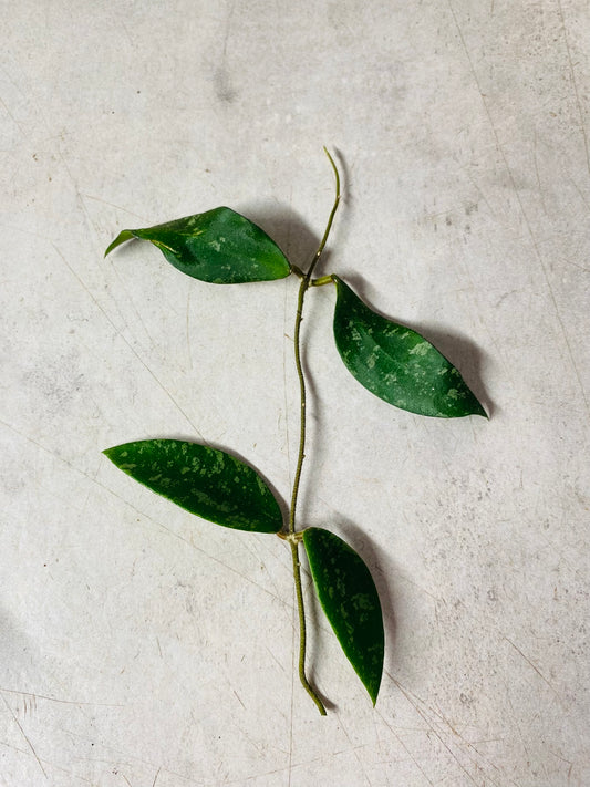 Hoya Phuwuaensis - stikling
