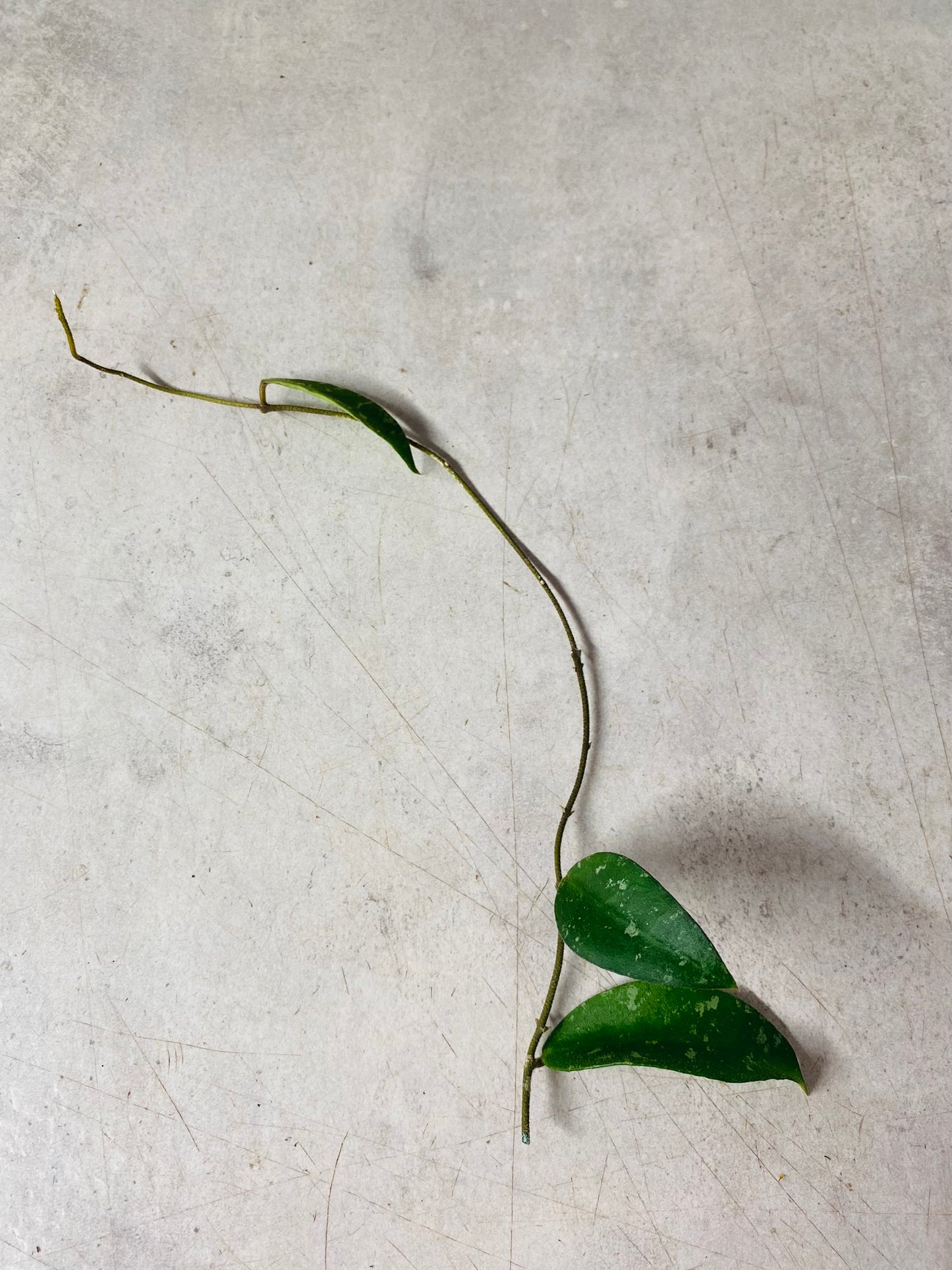 Hoya Phuwuaensis - stikling