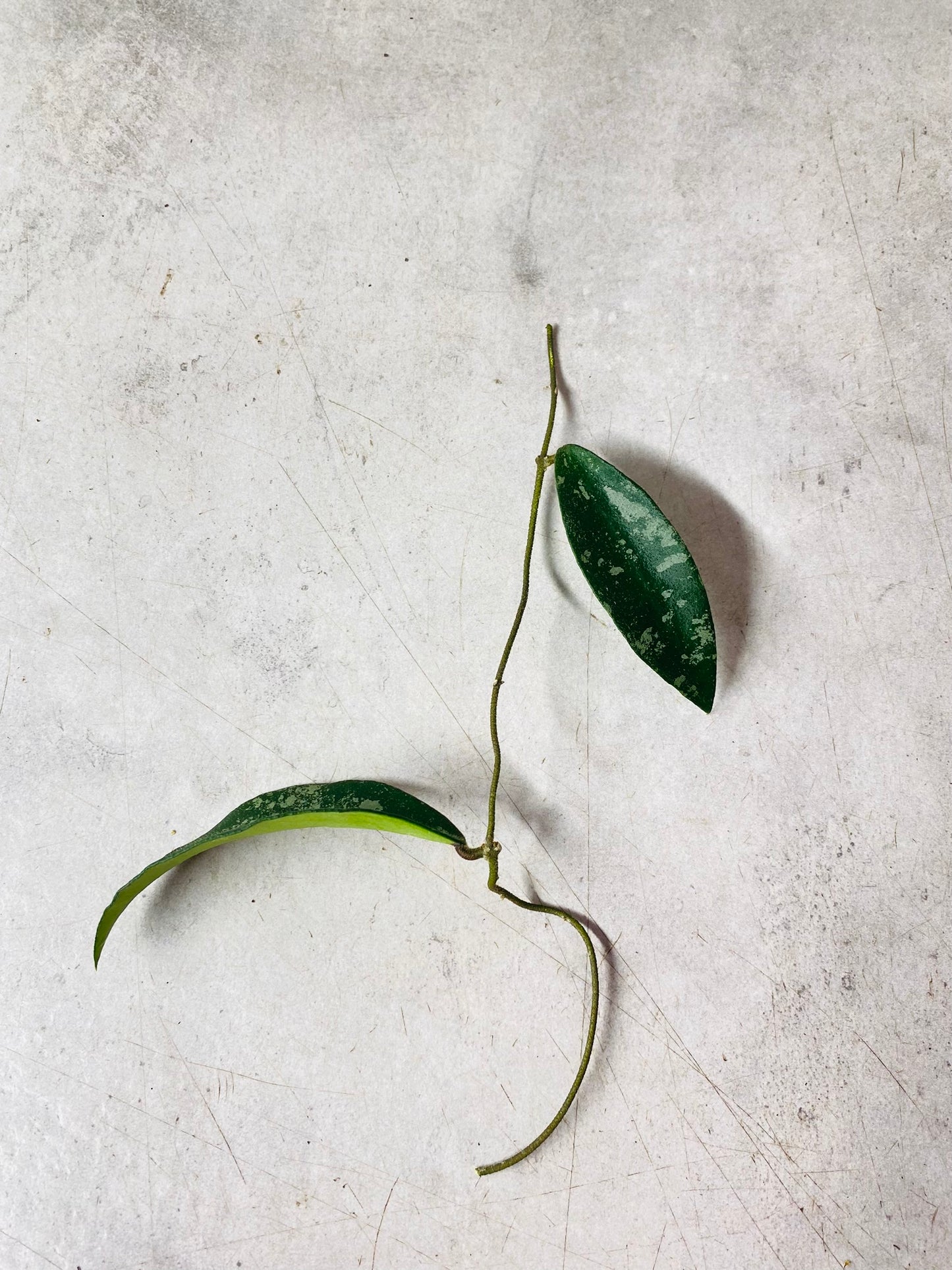 Hoya Phuwuaensis - stikling