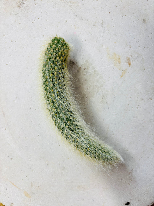 Hildewintera Colademononis - Monkey's Tail - Stikling