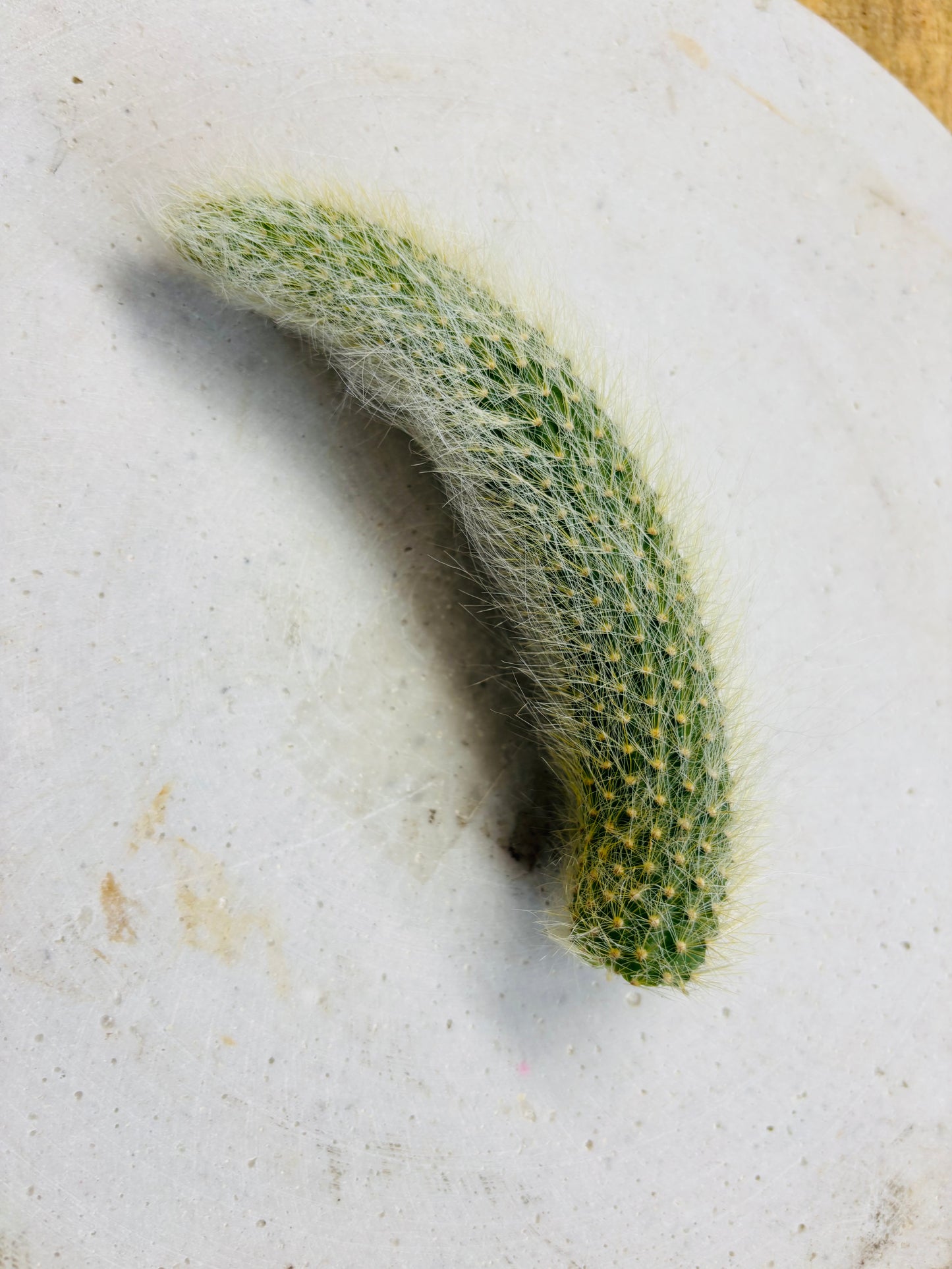 Hildewintera Colademononis - Monkey's Tail - Stikling