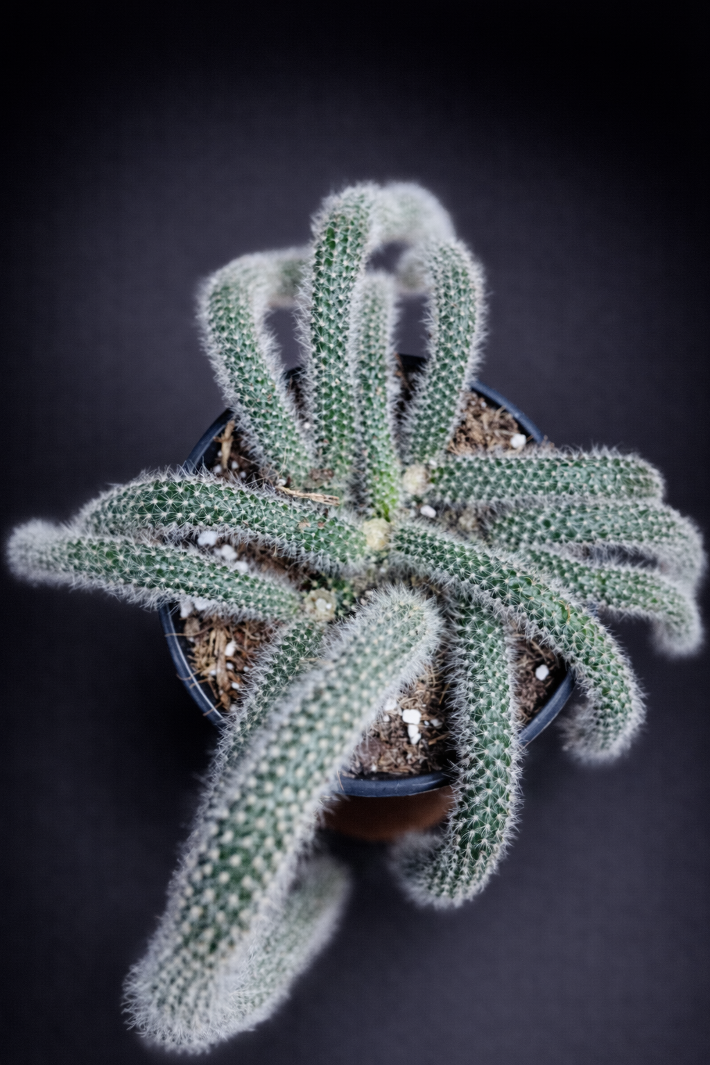 Hildewintera Colademononis - Monkey's Tail (Kort)