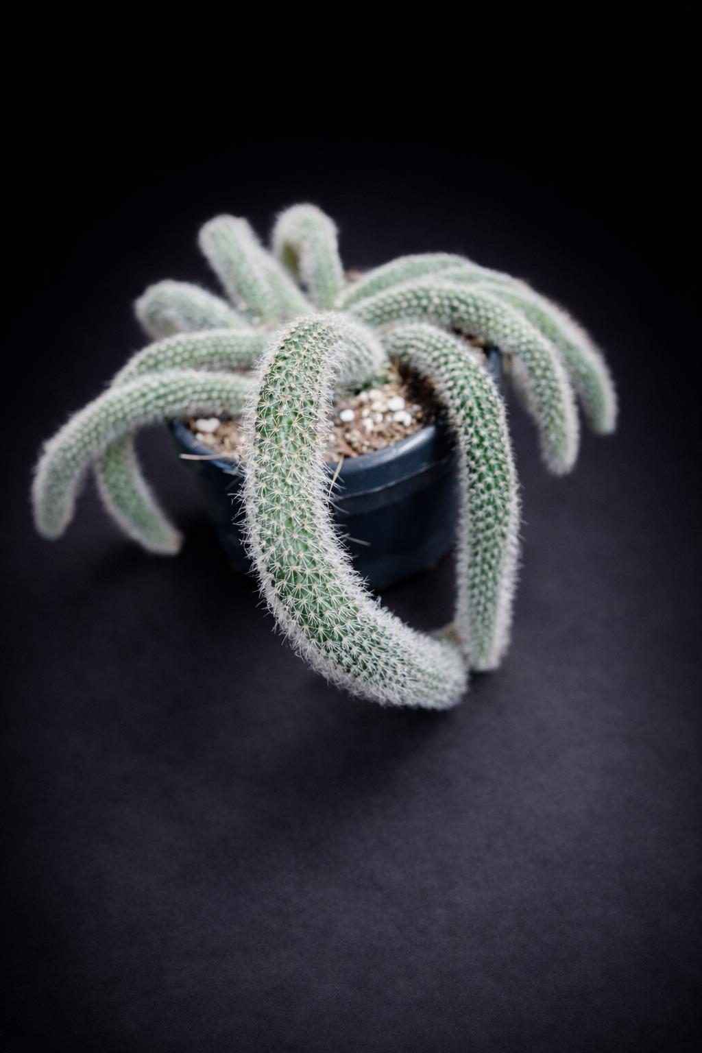 Hildewintera Colademononis - Monkey's Tail (Kort)