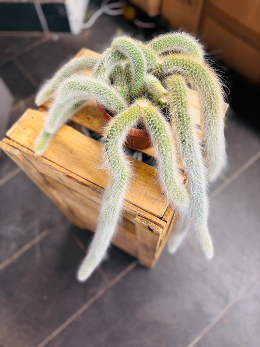 Hildewintera Colademononis - Monkey's Tail