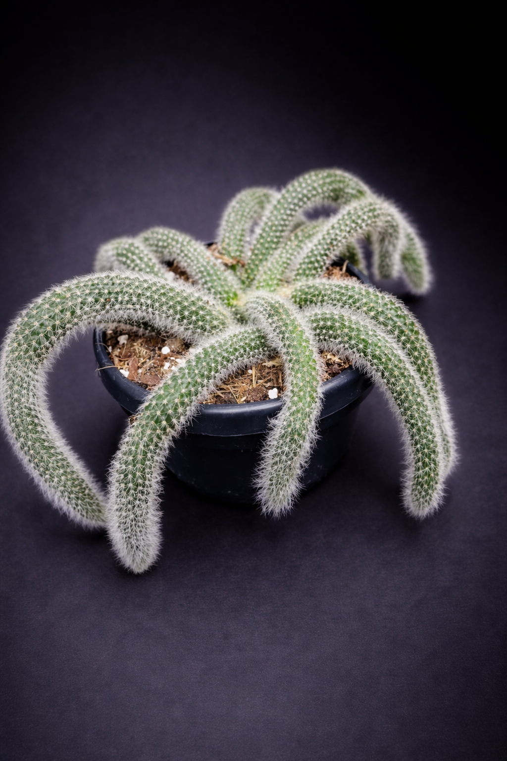 Hildewintera Colademononis - Monkey's Tail (Kort)