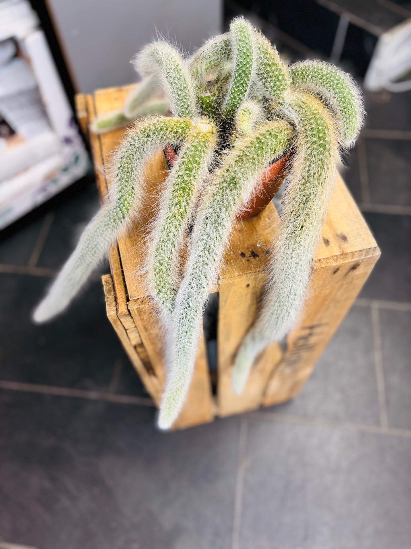 Hildewintera Colademononis - Monkey's Tail