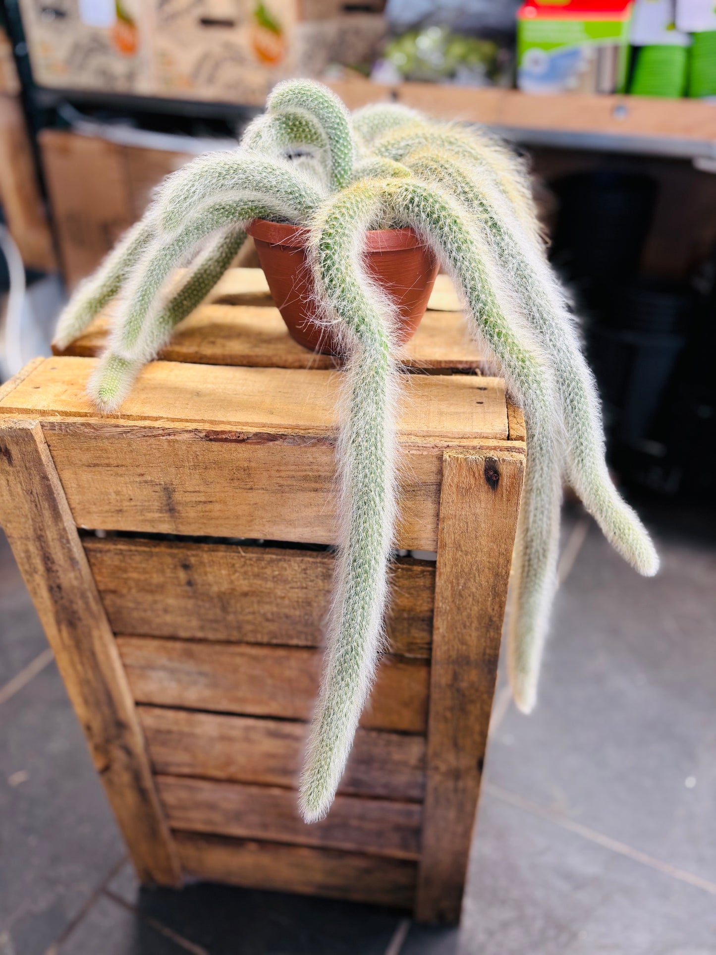 Hildewintera Colademononis - Monkey's Tail