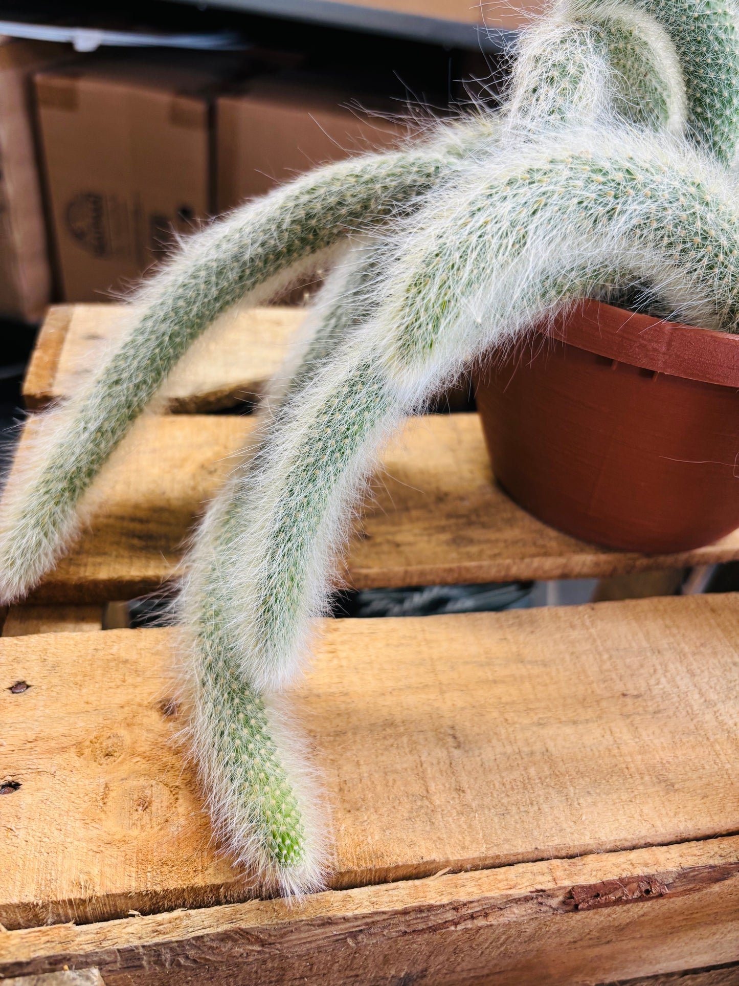 Hildewintera Colademononis - Monkey's Tail