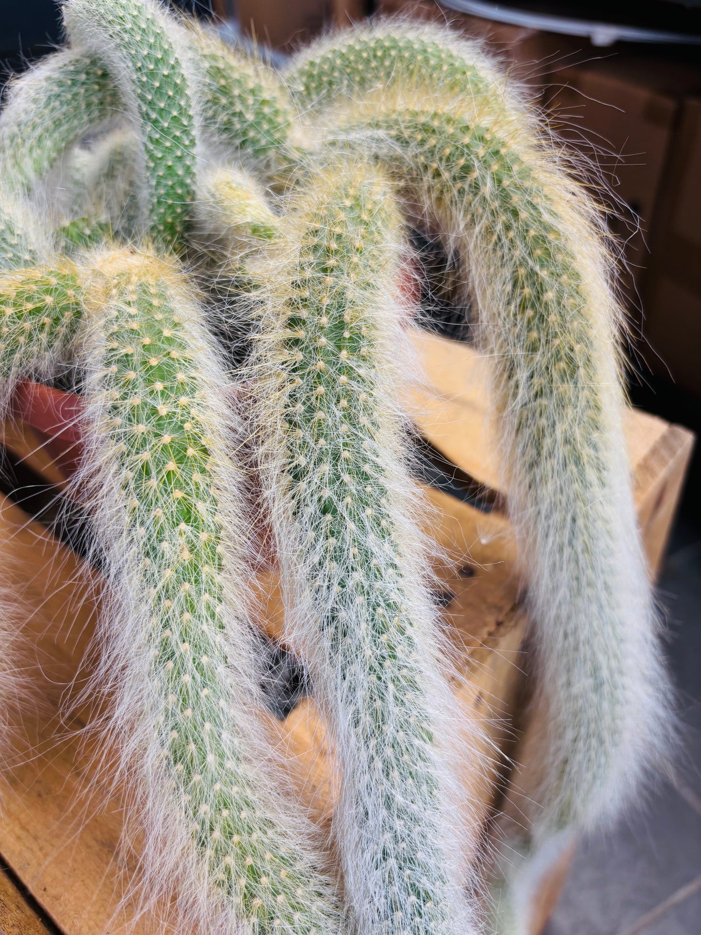 Hildewintera Colademononis - Monkey's Tail