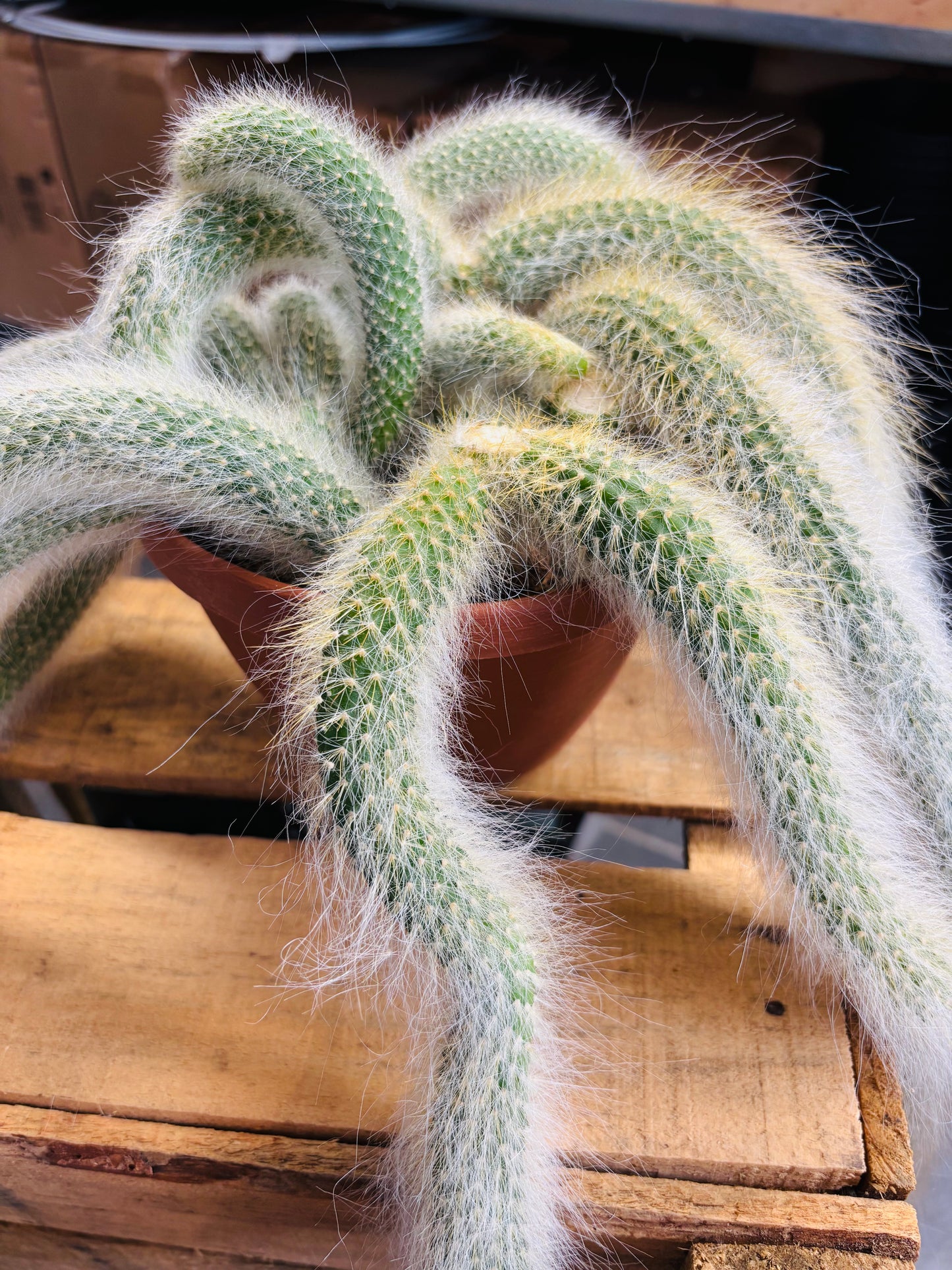 Hildewintera Colademononis - Monkey's Tail