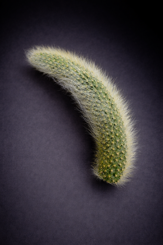 Hildewintera Colademononis - Monkey's Tail - Stikling