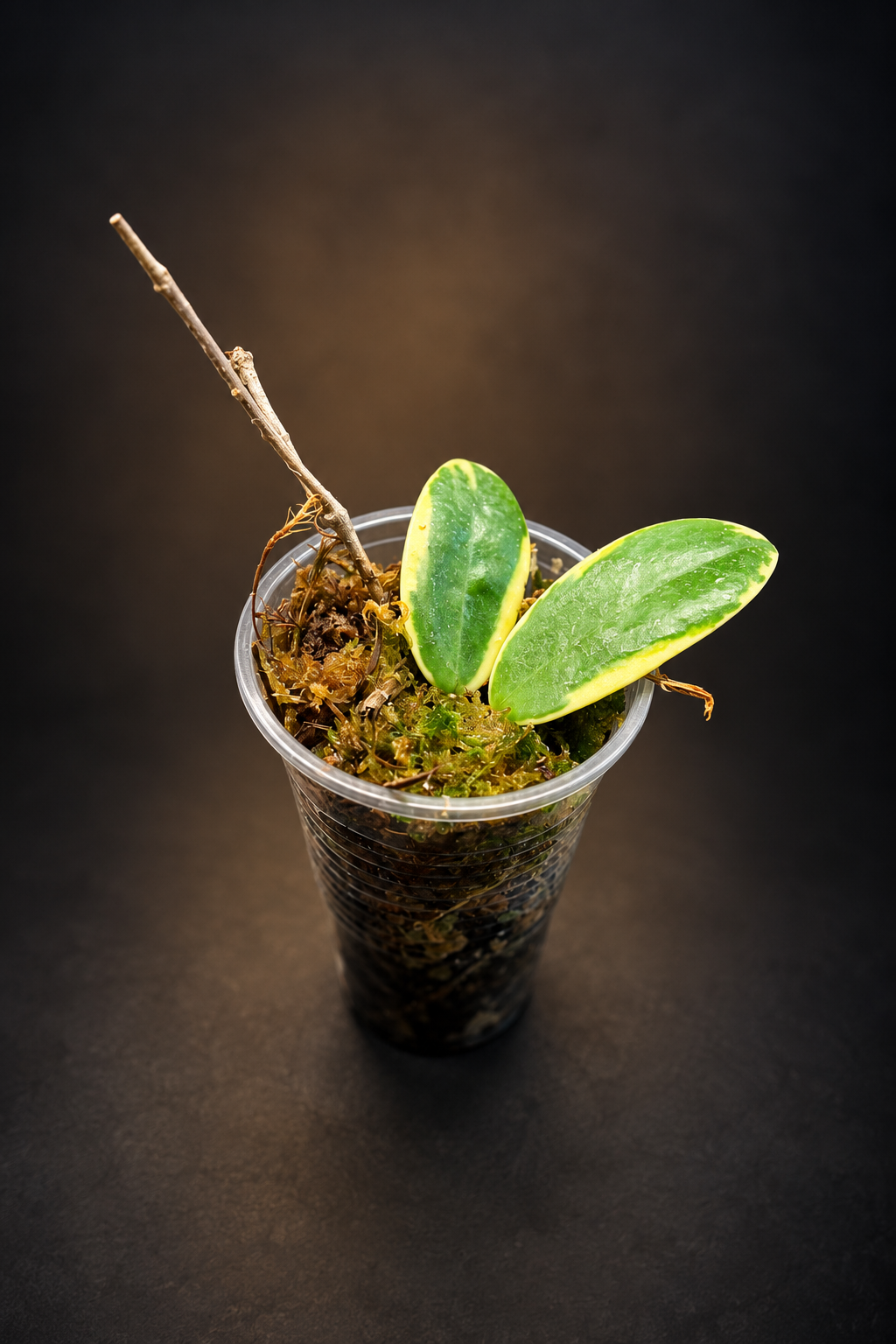 Hoya Acuta - Outer Variegated