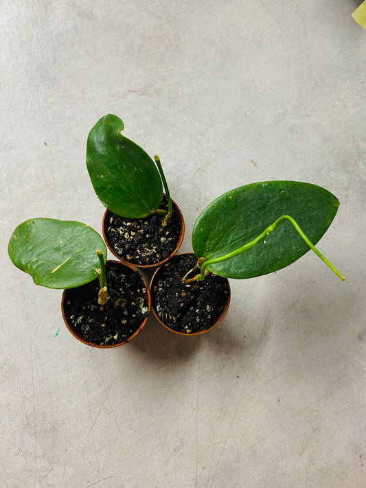 Hoya Aldrichii IML 1418