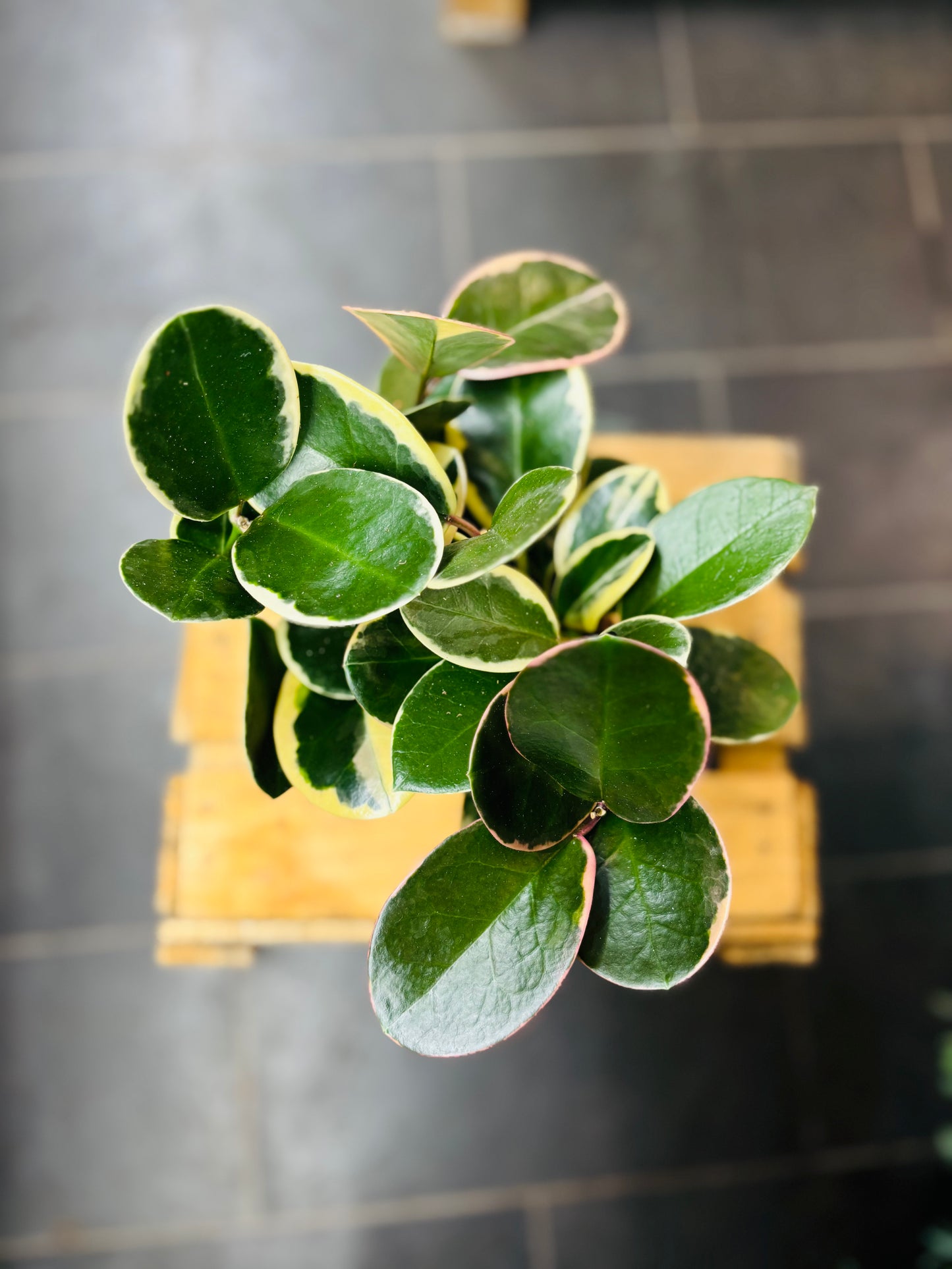 Hoya Australis Blondie