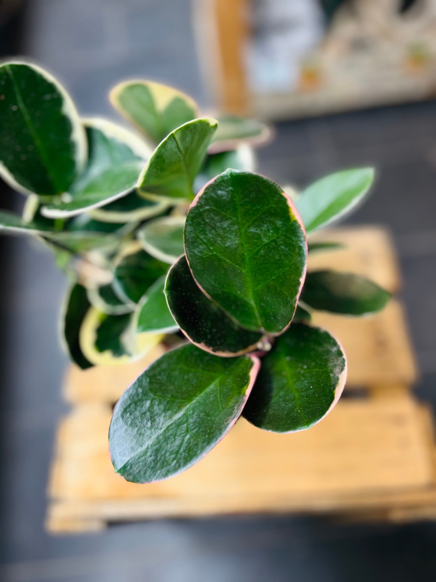 Hoya Australis Blondie