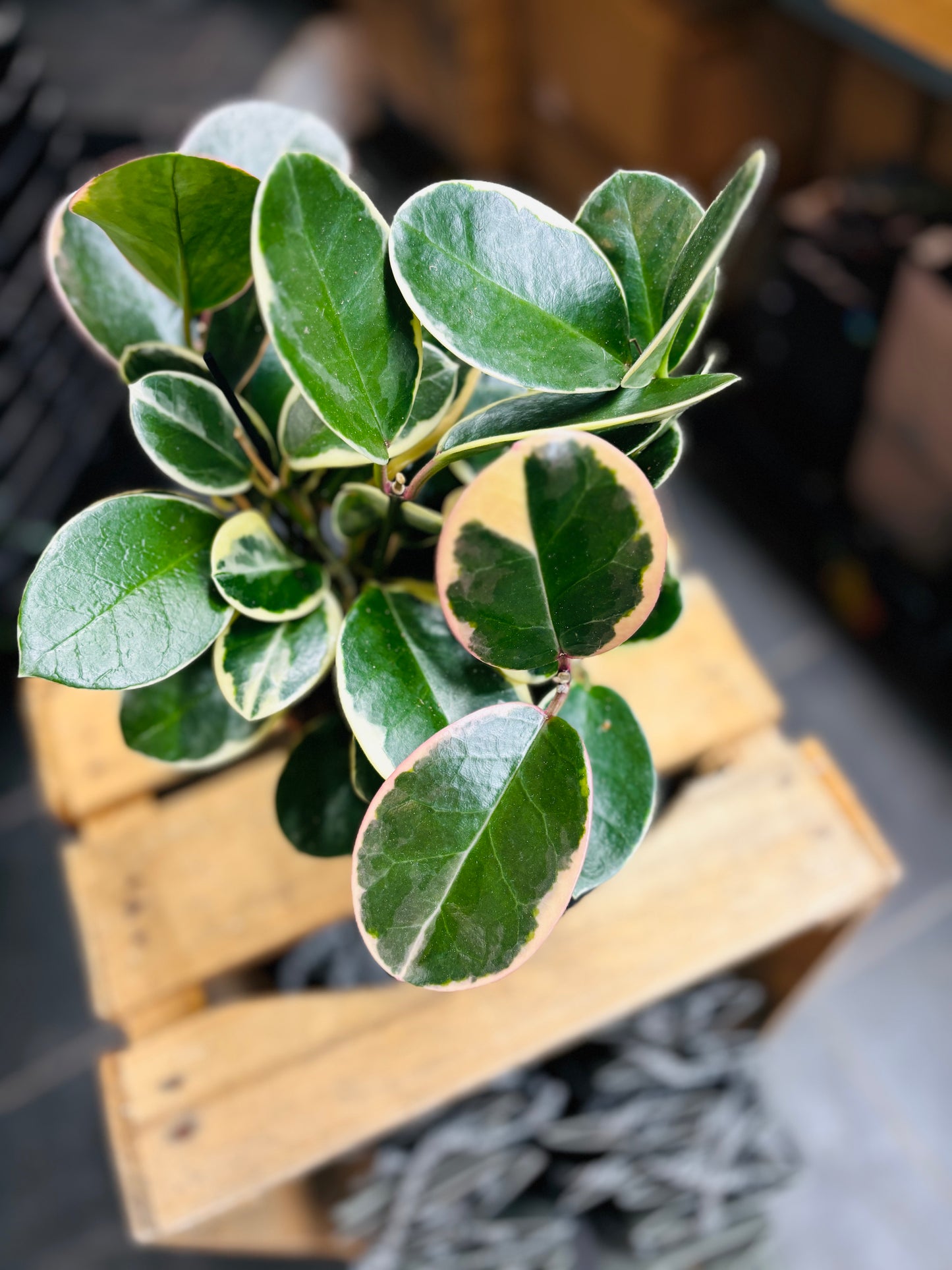 Hoya Australis Blondie