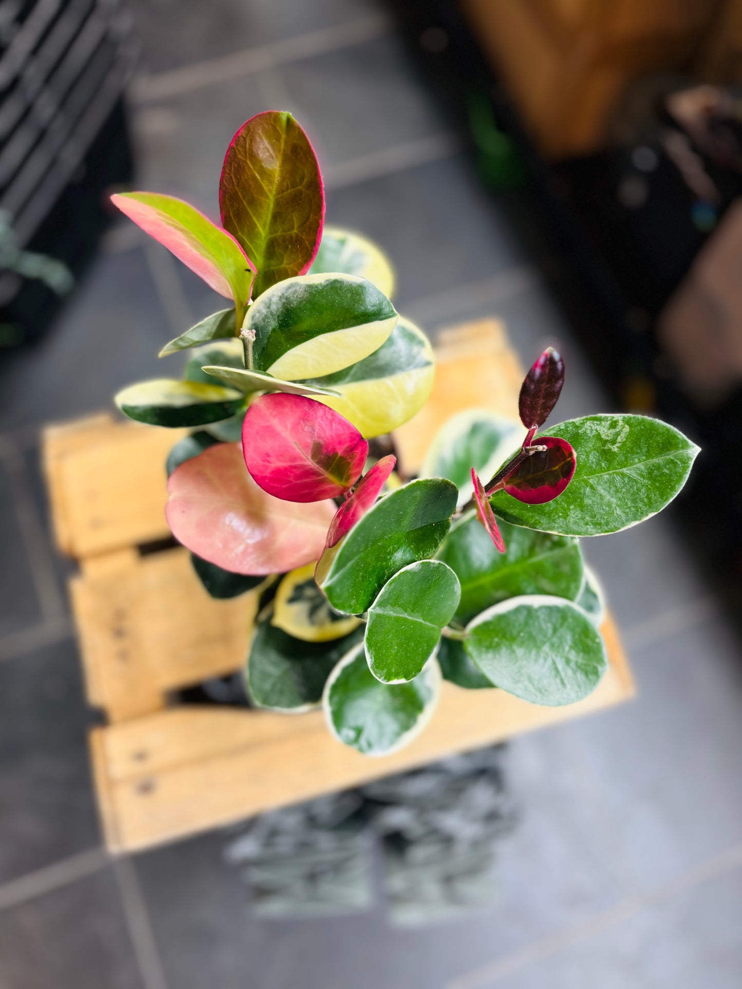 Hoya Australis Blondie
