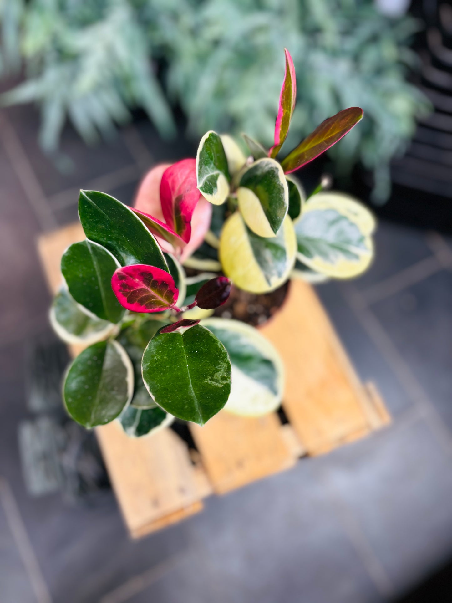 Hoya Australis Blondie