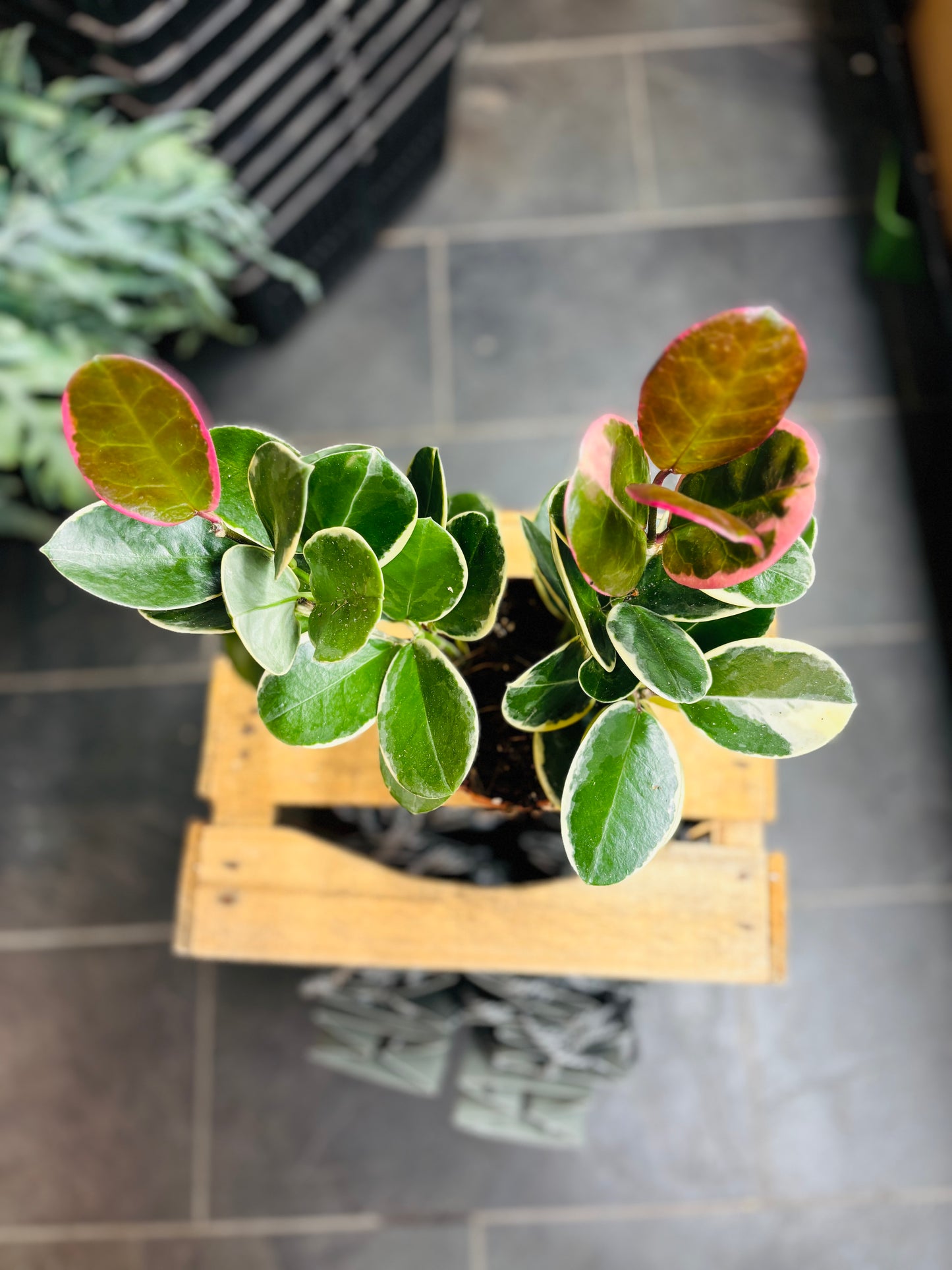 Hoya Australis Blondie
