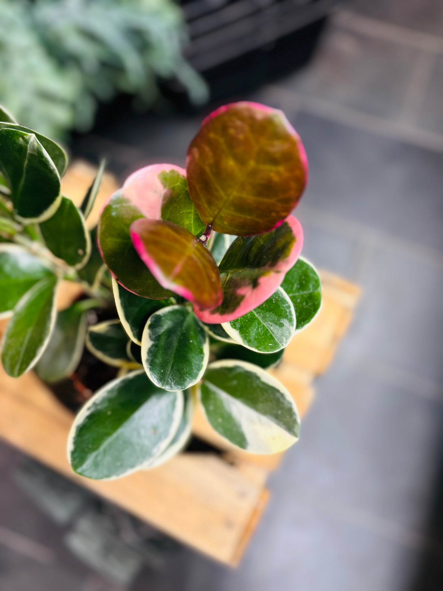 Hoya Australis Blondie