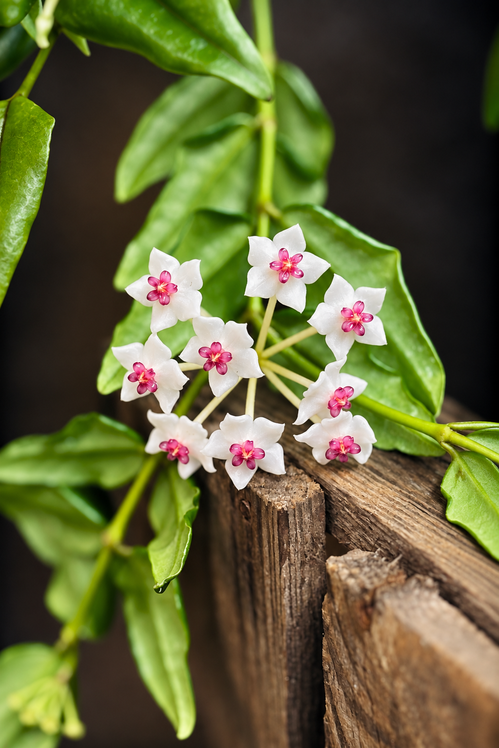 Hoya Bella