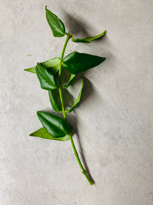 Hoya Bella - Stikling