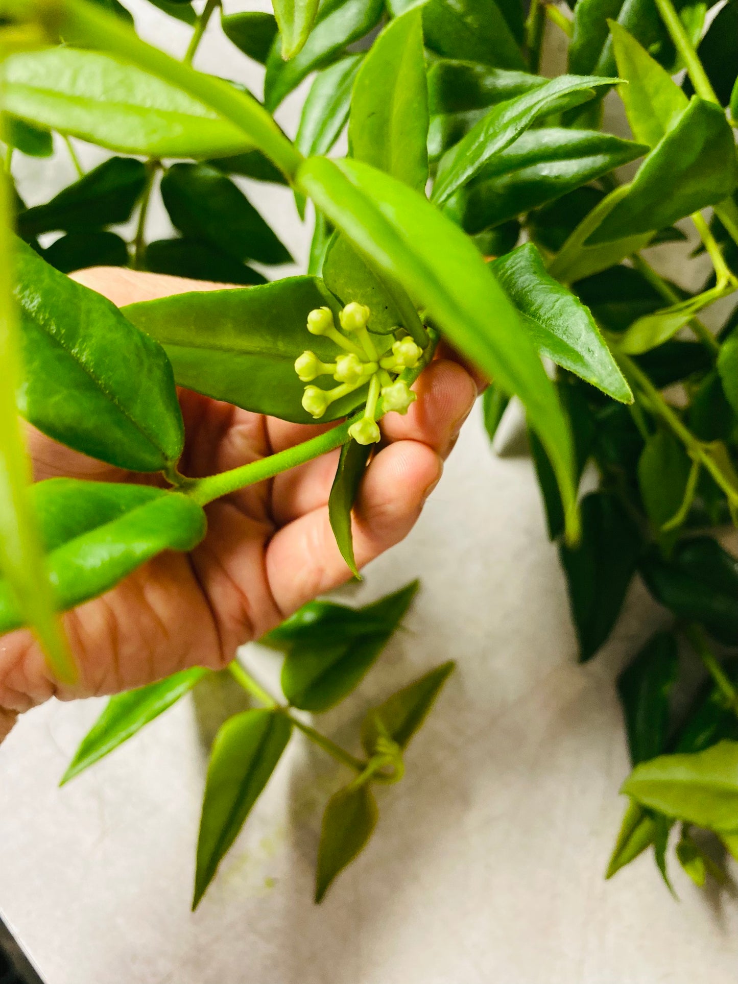 Hoya Bella
