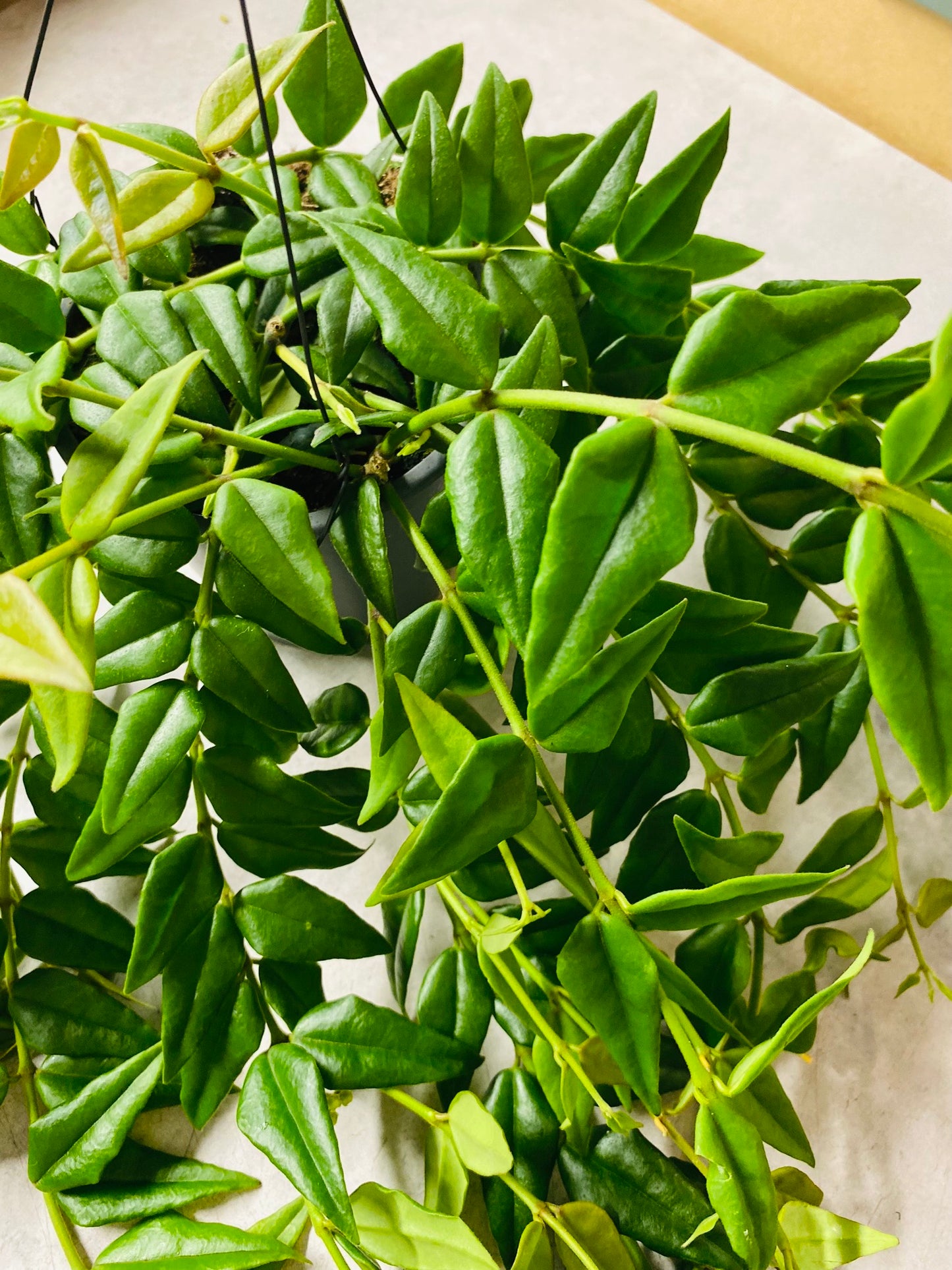 Hoya Bella