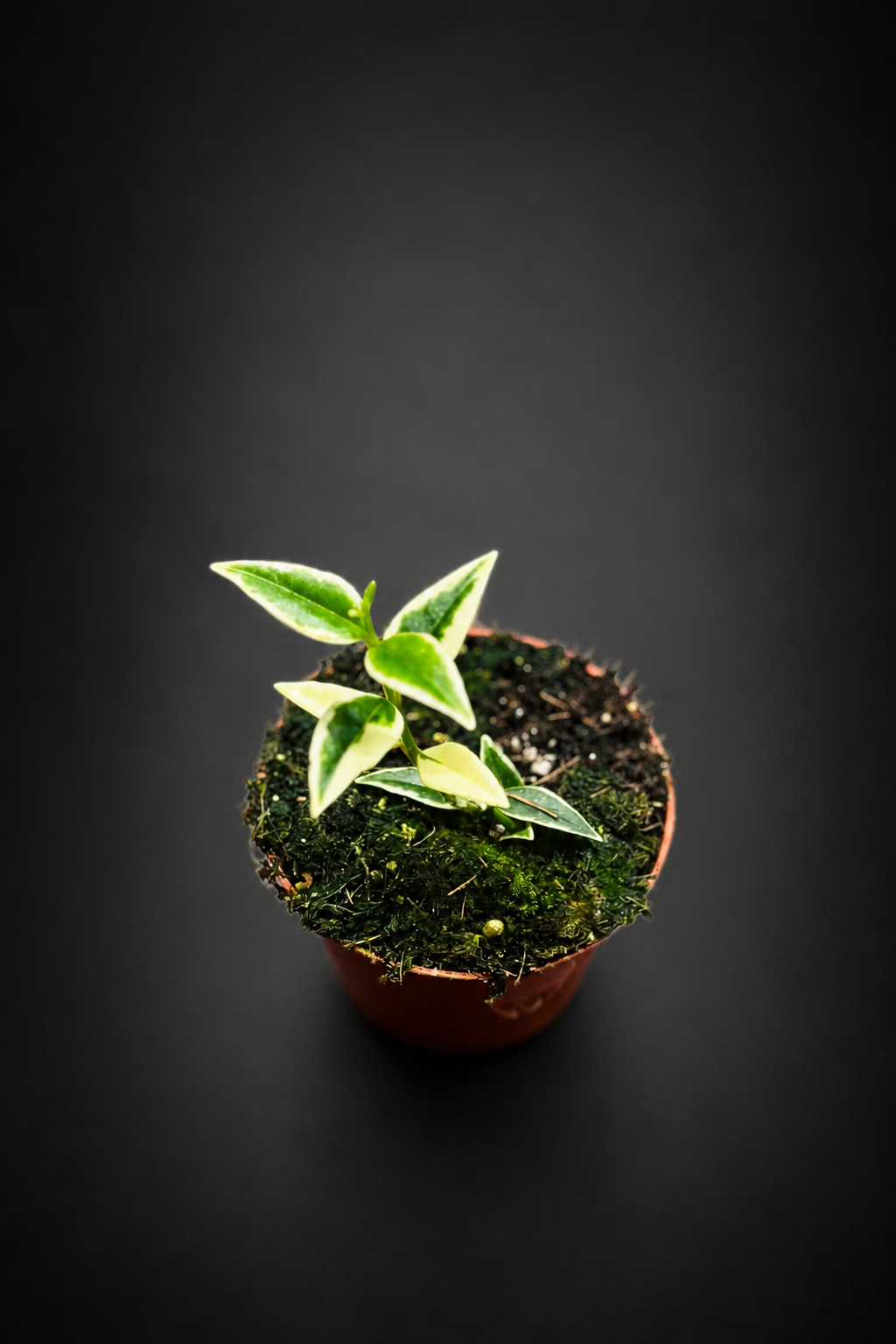 Hoya Bella "Anneke Buis"