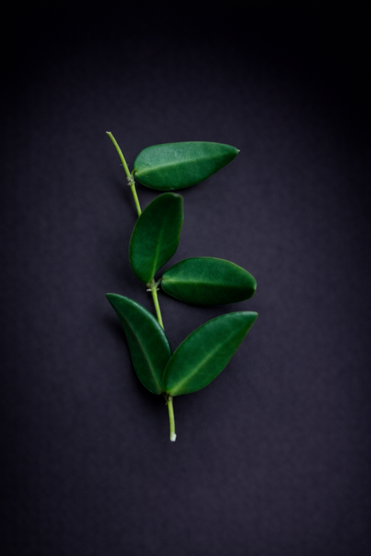 Hoya Burtoniae - Stikling