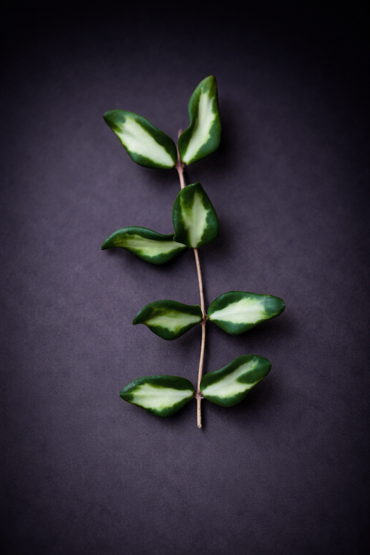 Hoya Burtoniae Variegata - Stikling