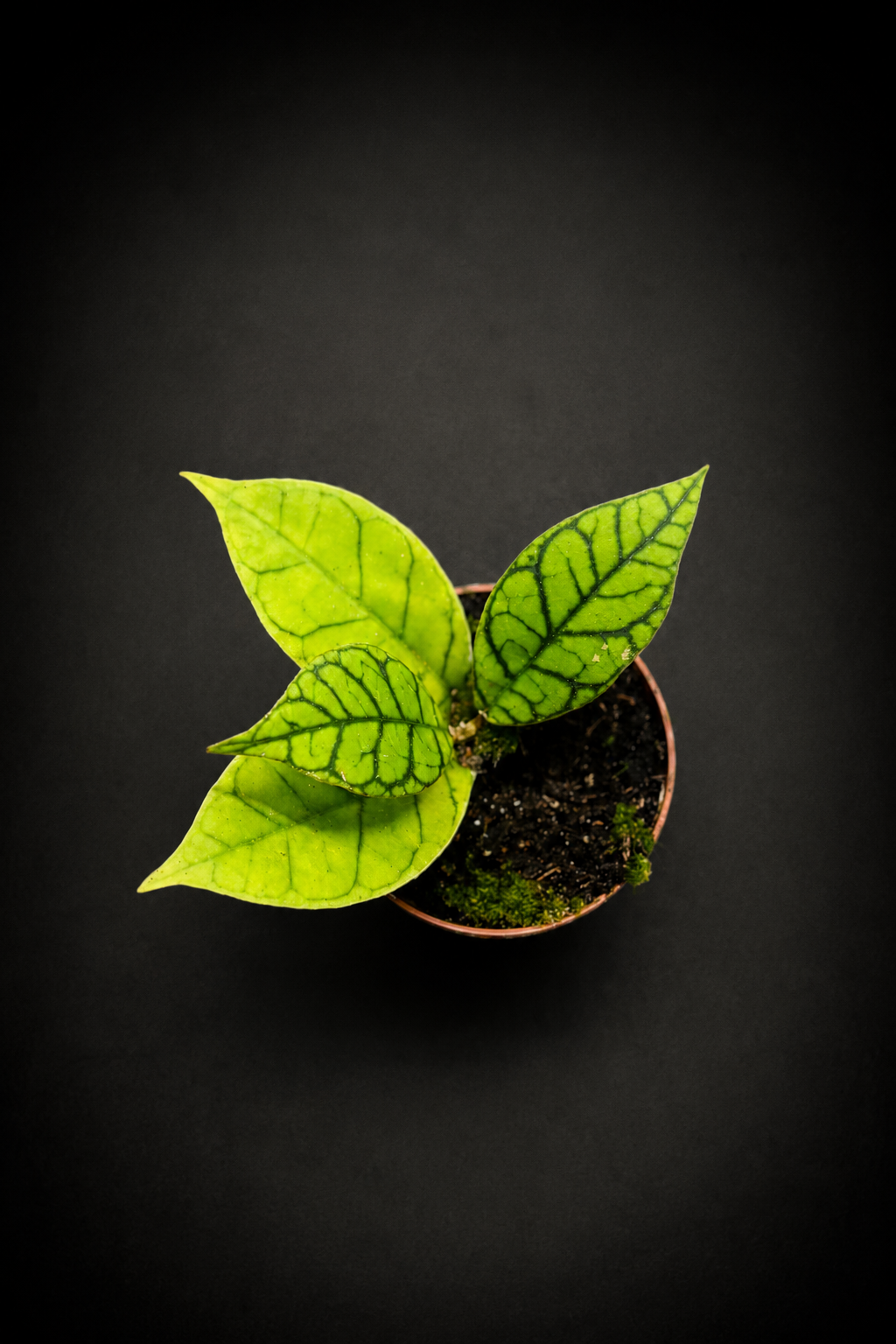 Hoya Callistophylla Kal 16