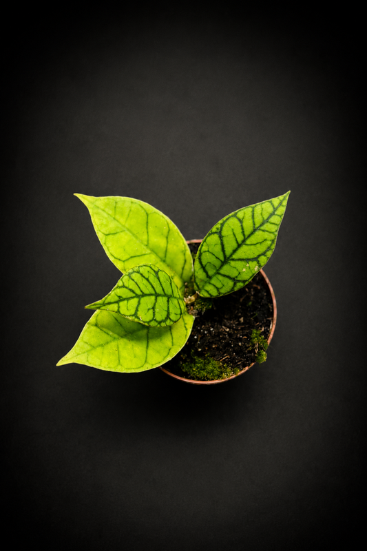 Hoya Callistophylla Kal 16