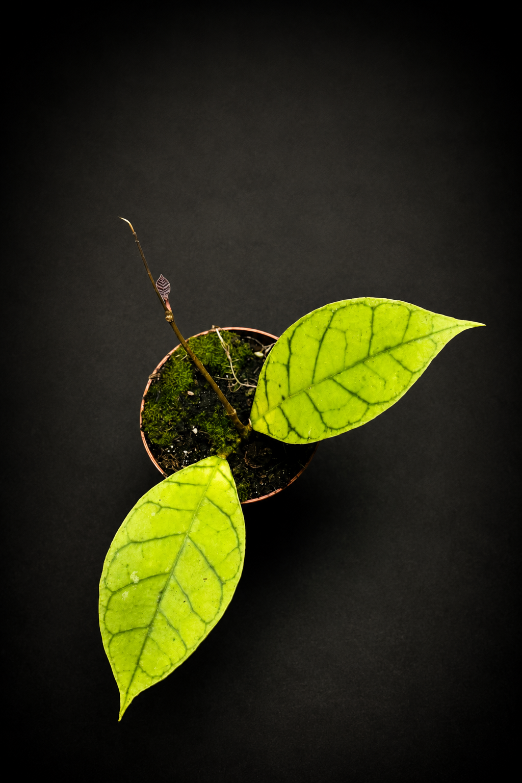 Hoya Callistophylla Kal 16