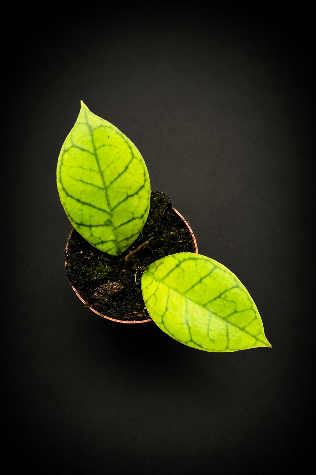 Hoya Callistophylla Kal 16
