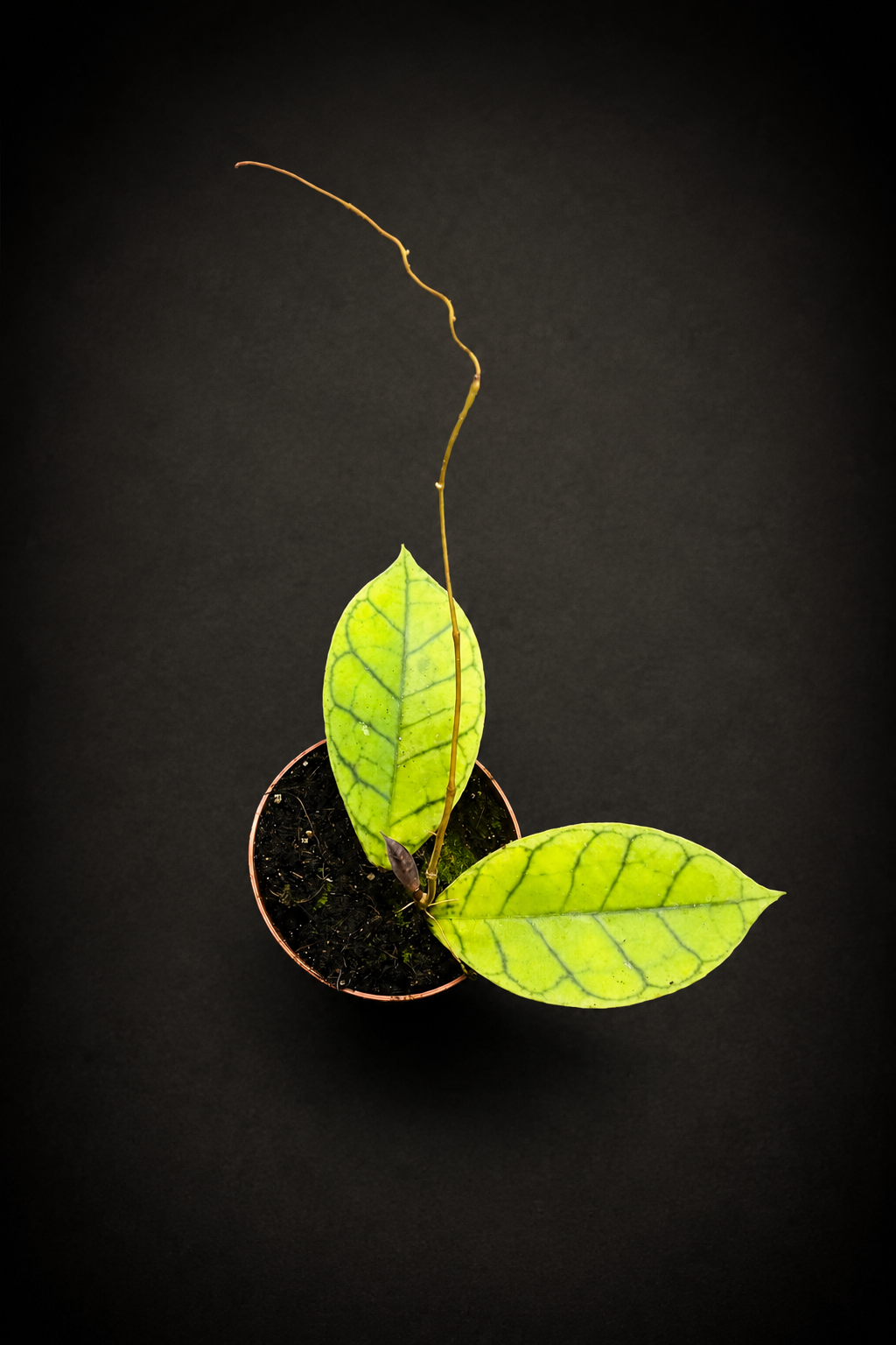 Hoya Callistophylla Kal 16