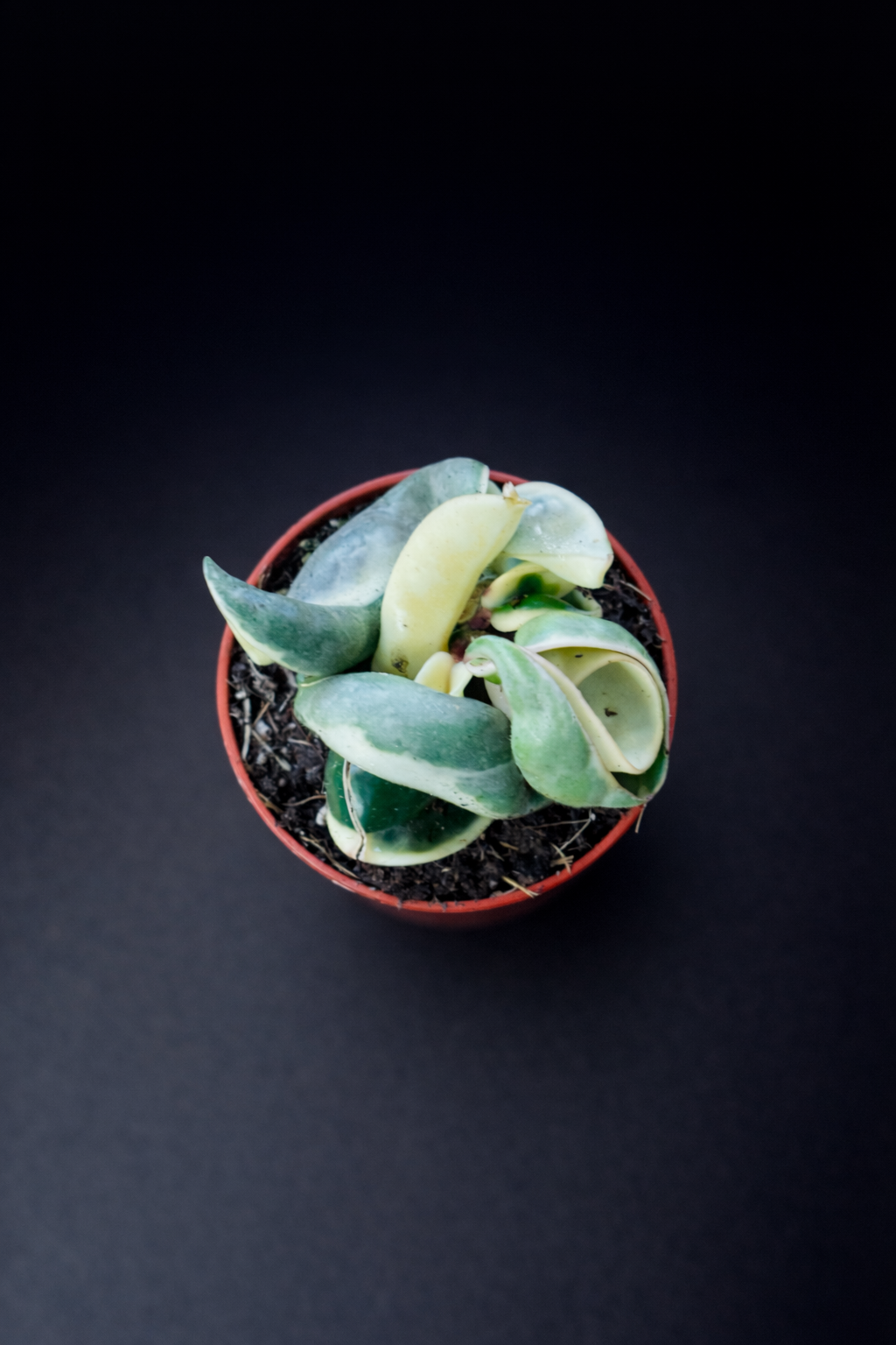 Hoya Carnosa Compacta Variegata