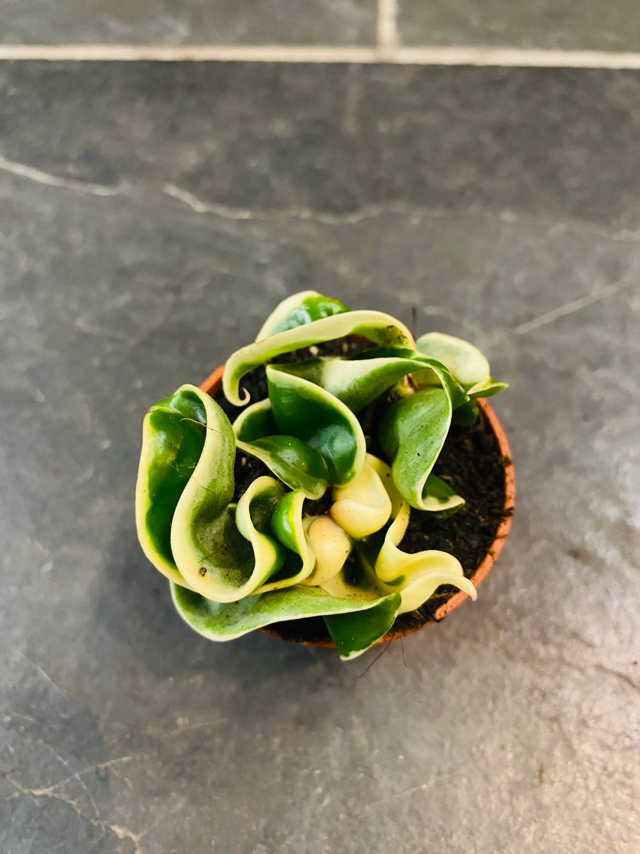 Hoya Carnosa Compacta Variegata: Unik Klatreplante for Ditt Hjem