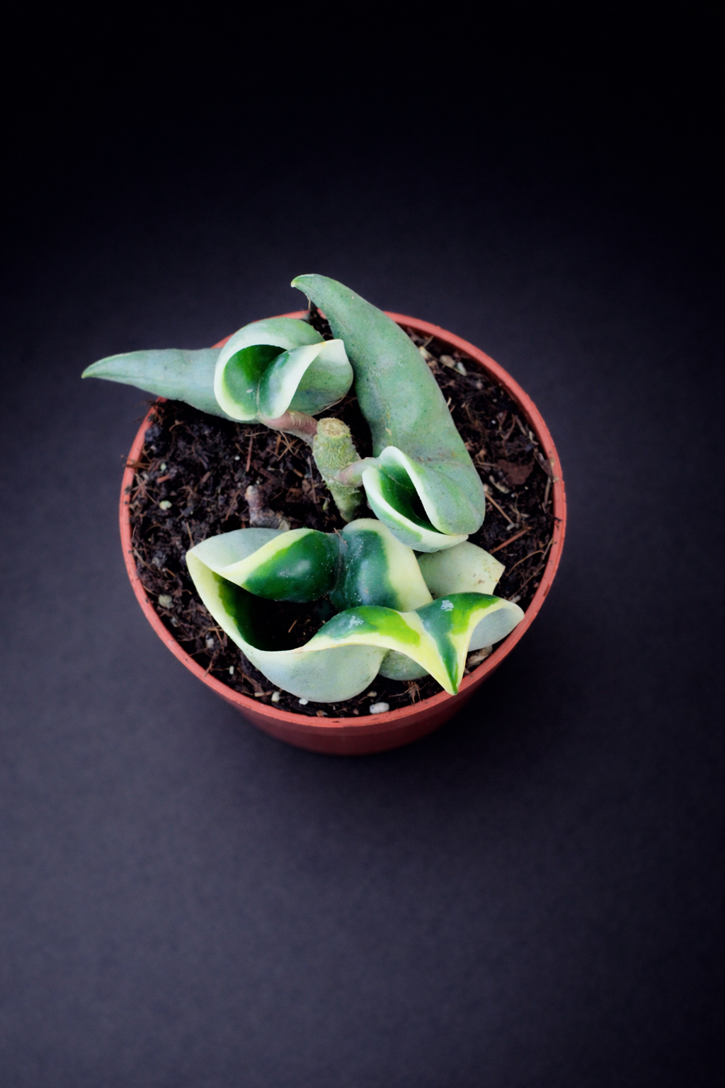 Hoya Carnosa Compacta Variegata
