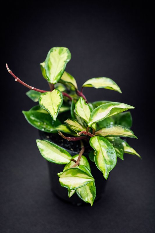 Hoya Carnosa Krimson Princess