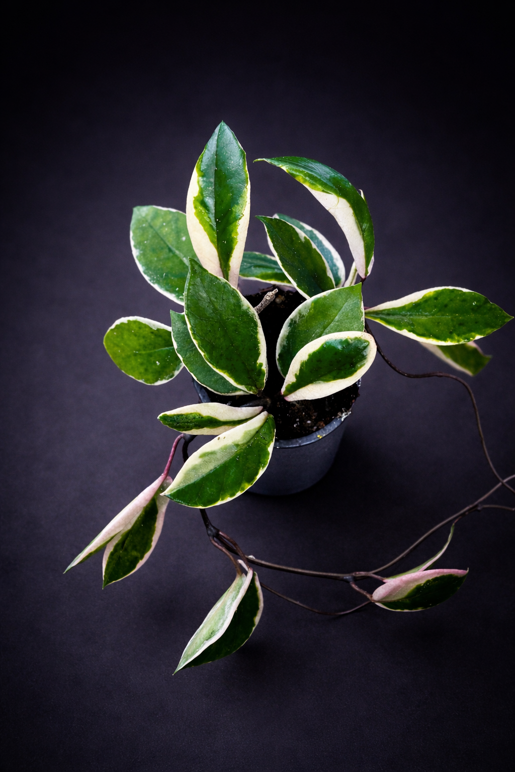 Hoya Carnosa Purple Pride