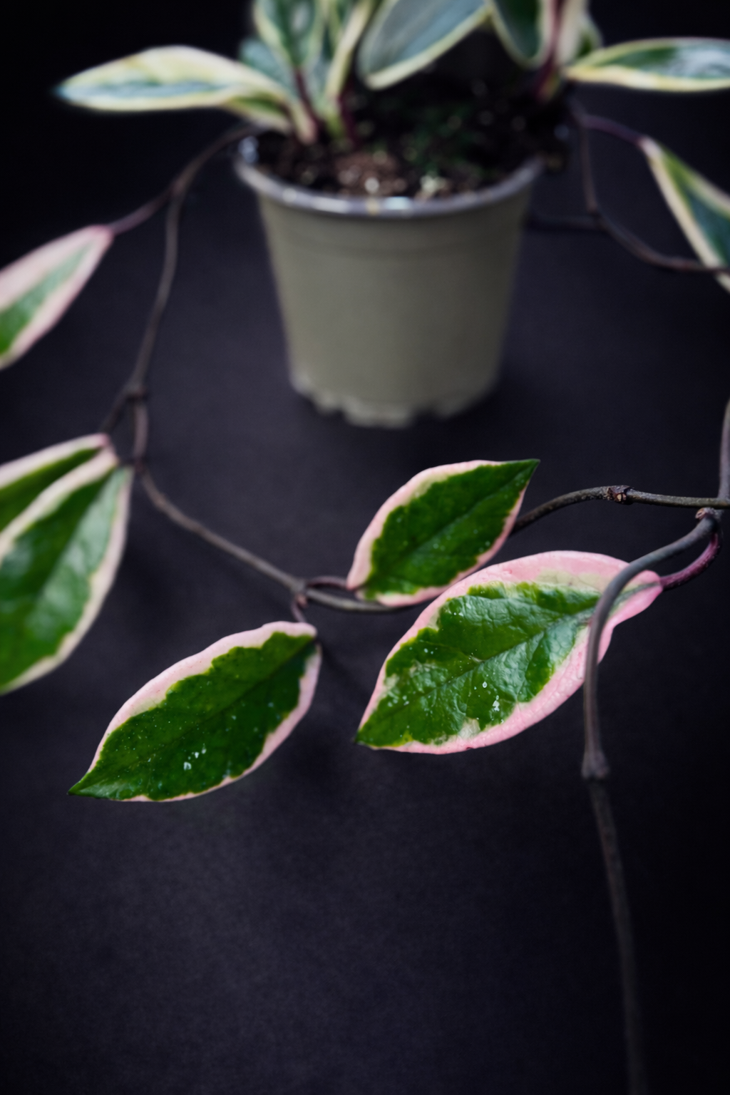 Hoya Carnosa Purple Pride