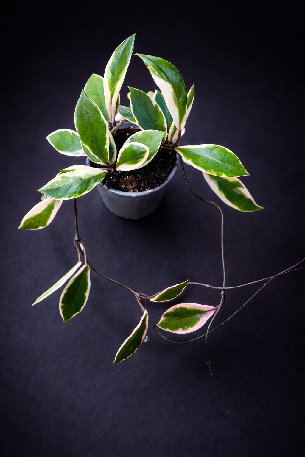 Hoya Carnosa Purple Pride