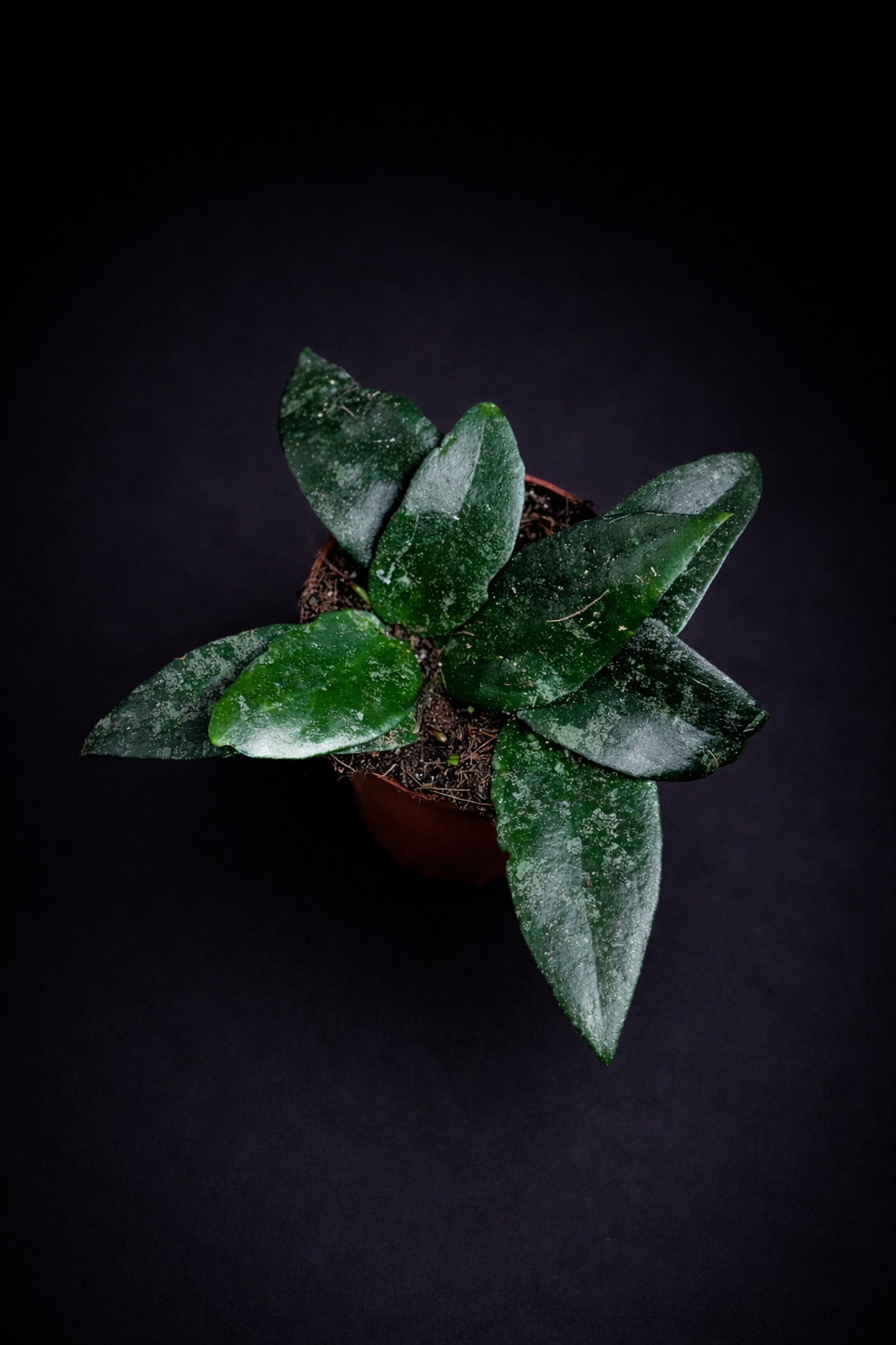 Hoya Caudata