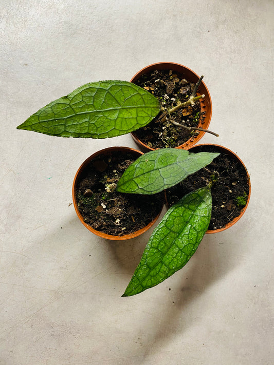Hoya Clemensiorum Sumatra
