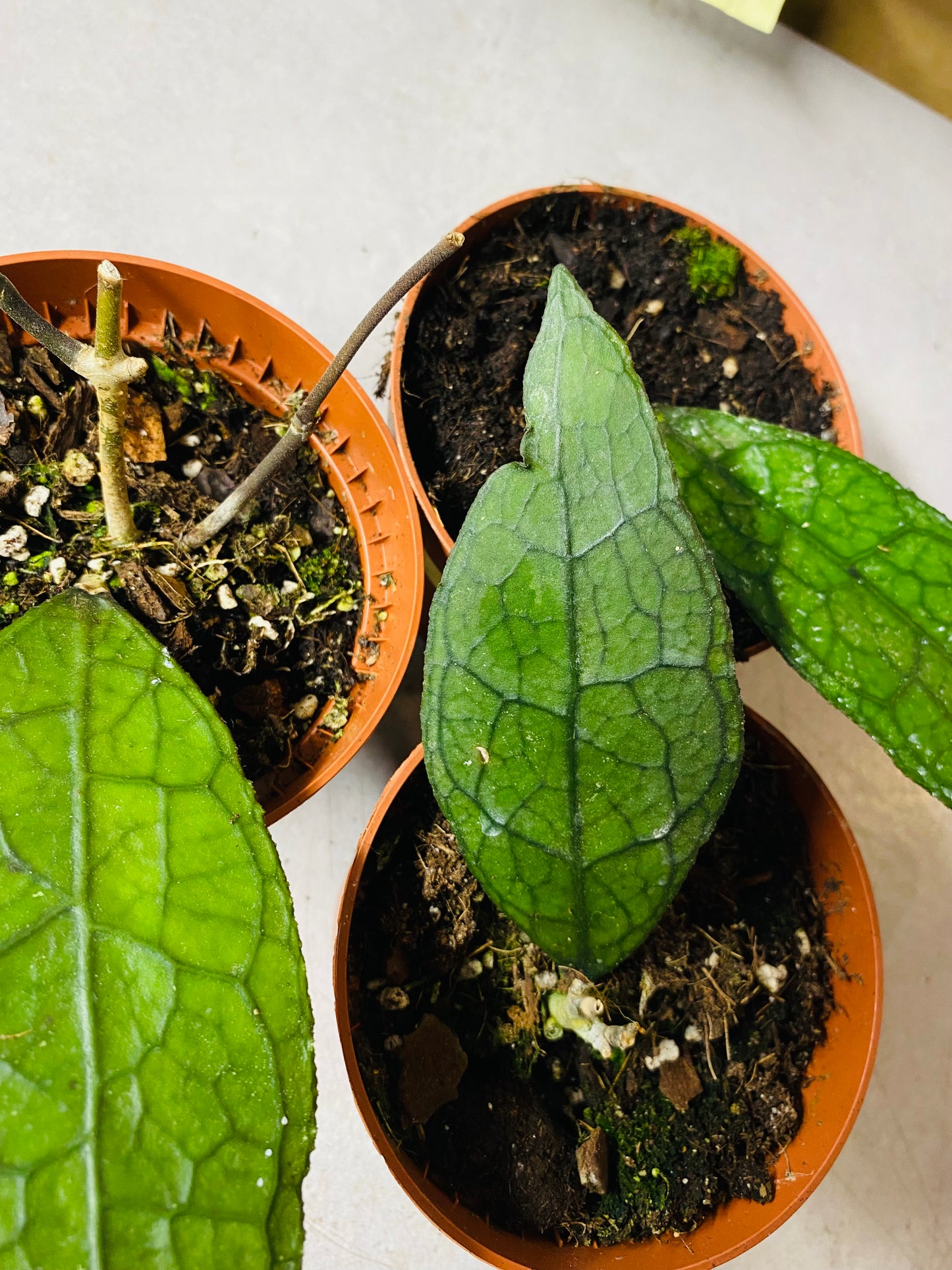Hoya Clemensiorum Sumatra